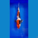 SHOWA 44CM