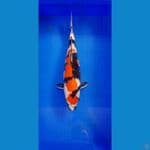 MARUTEN SHOWA 43CM