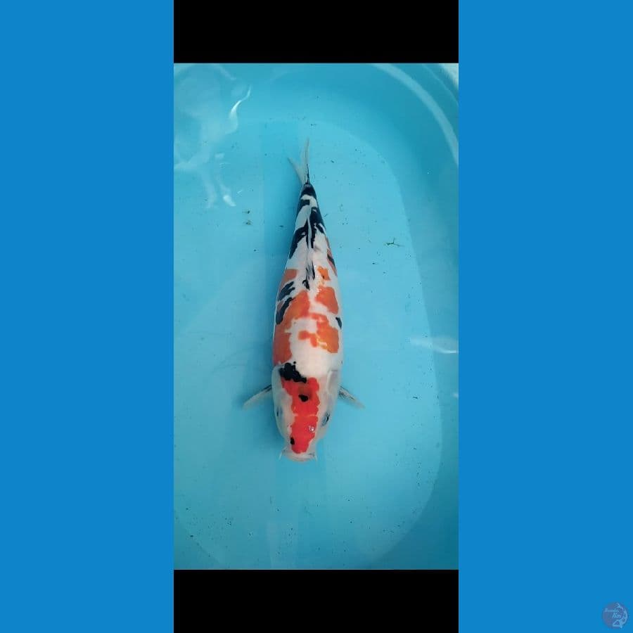 Doitsu Showa Munuk Bulky 46cm Female