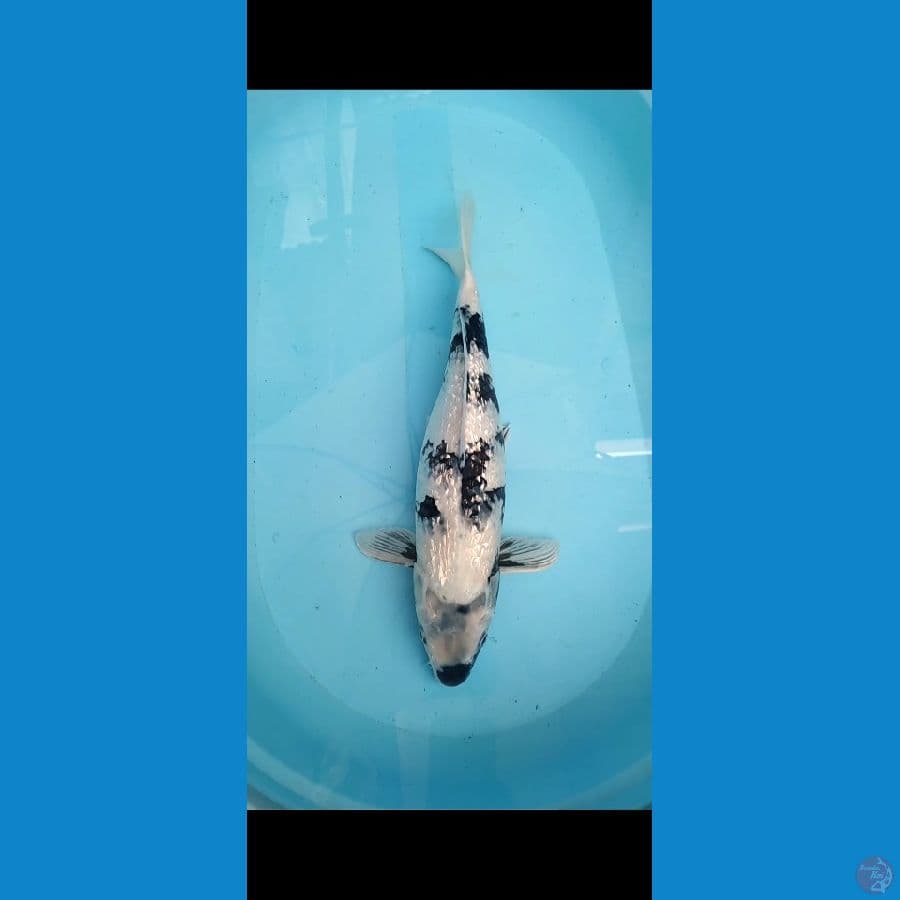 Shiro Ginrin 45cm Female