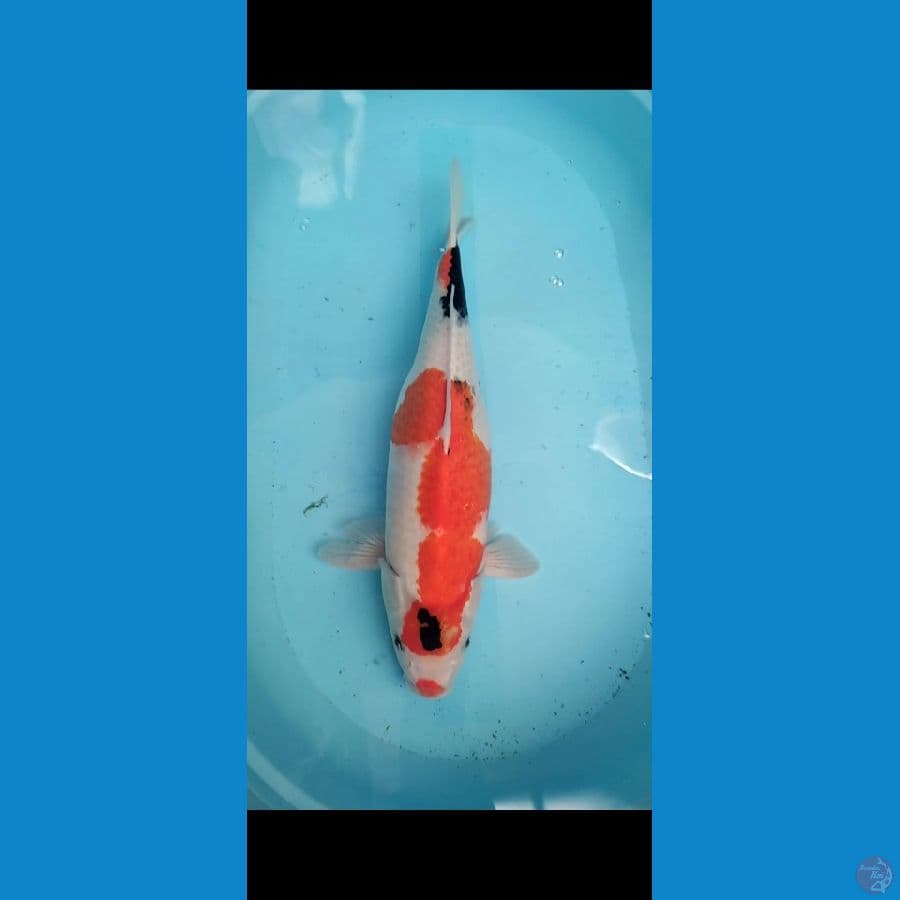 Showa 52cm Female