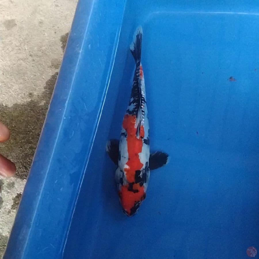 Maruten Showa Doitsu 20cm