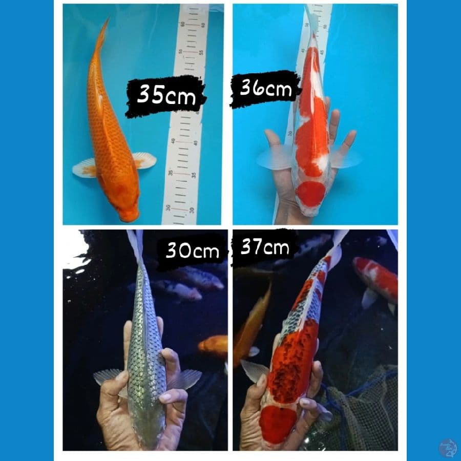 30-37cm (4 ekor)