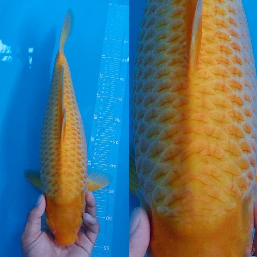45cm female