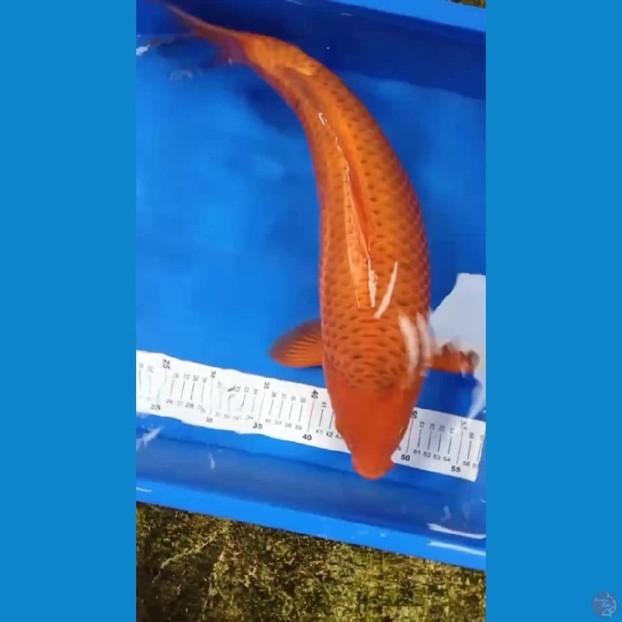 Caramel 55cm
