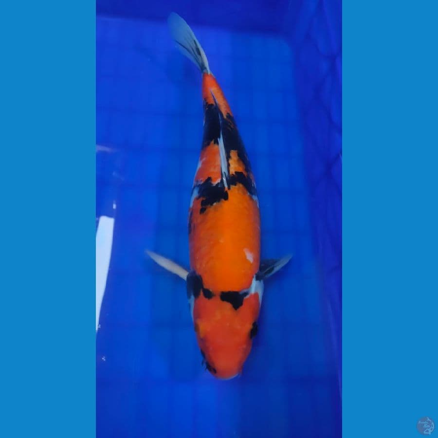 Showa Sanshoku 40CM