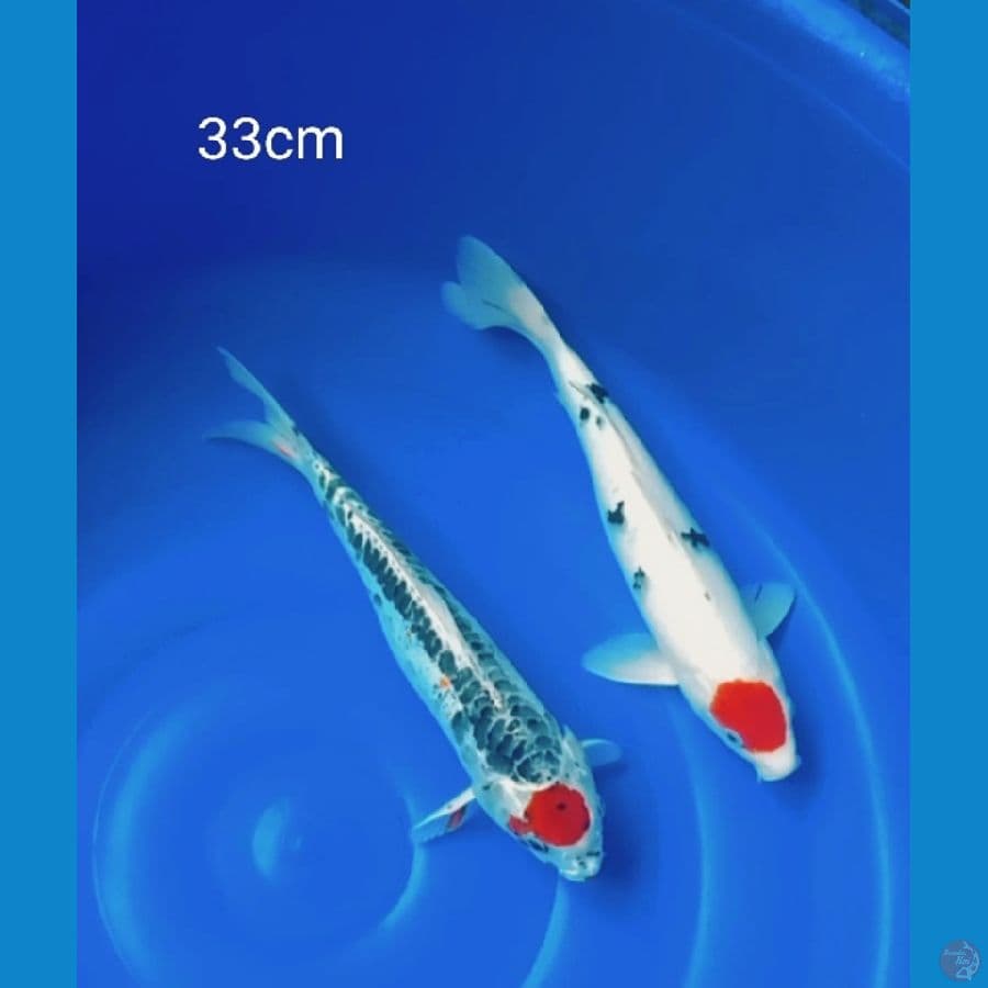 Tc sanke dan Tc kiko 33cm
