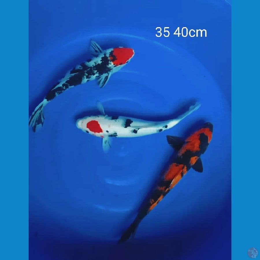 Tc sanke dan utsuri 35 40cm