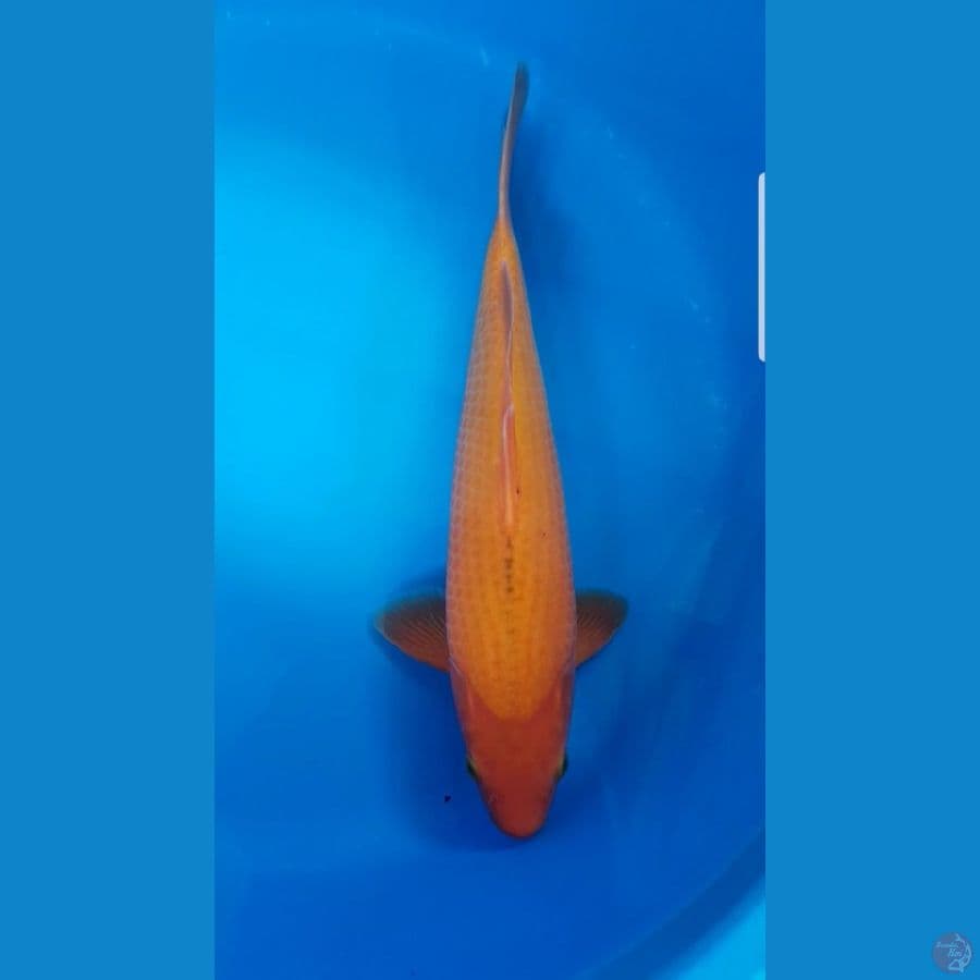 red 40cm male