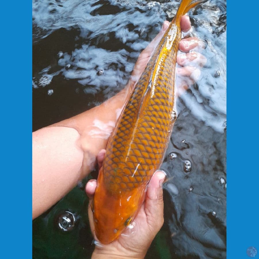 Chagoi tembaga -+35cm