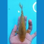 karamel corn 22cm male