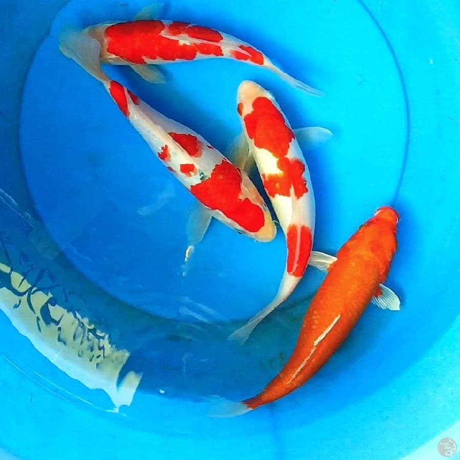 mix 24-25cm
