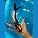 Kin Kabuto Slayer 29cm