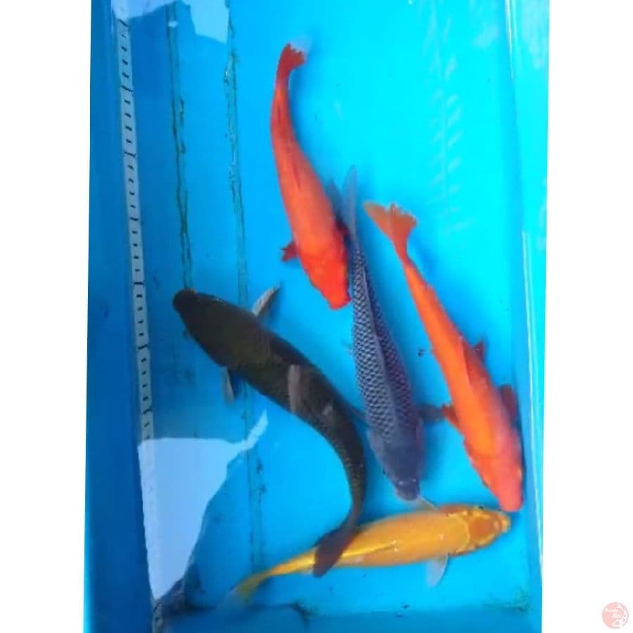 PAKET MIX POLOSAN 23-28 CM