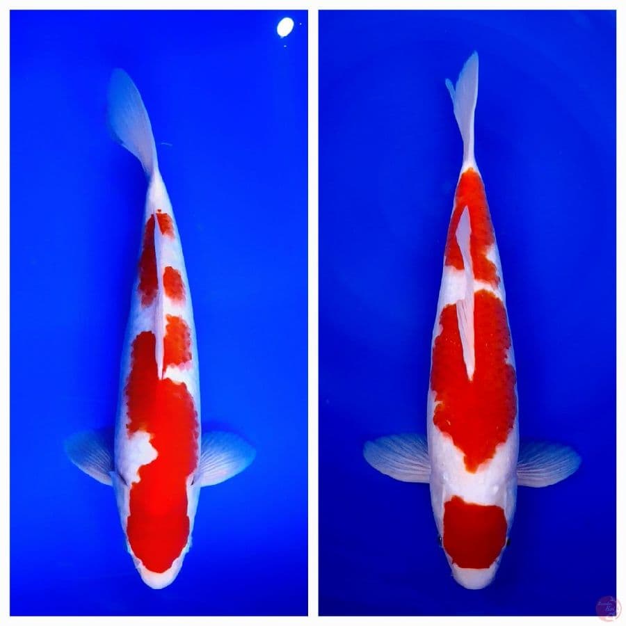 kohaku original all male sz 34 37cm
