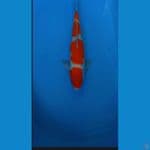KOHAKU 39 CM JANTAN (CUTKER)