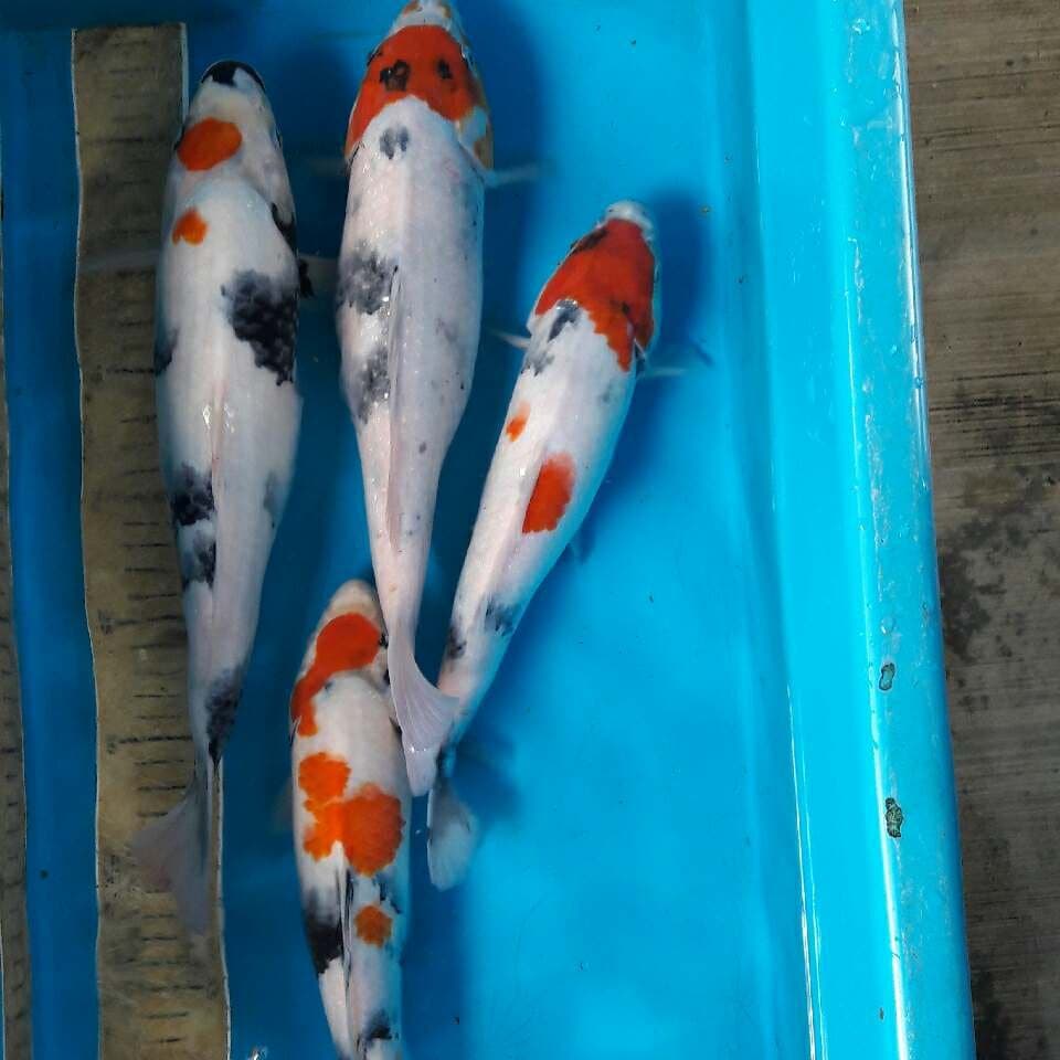 Lelang