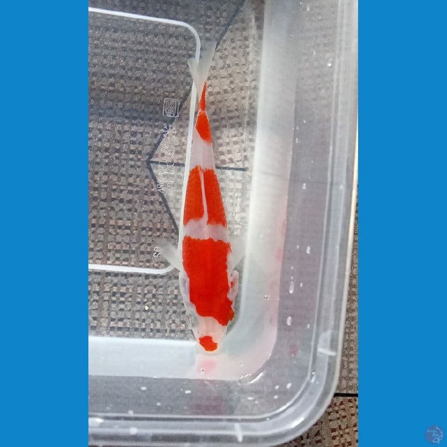 special minion kohaku 11 cm super Quality show
