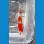special minion kohaku 11 cm super Quality show