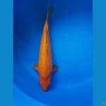 red 38cm punuk