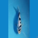 Shiro Utshuri Bahan Keep