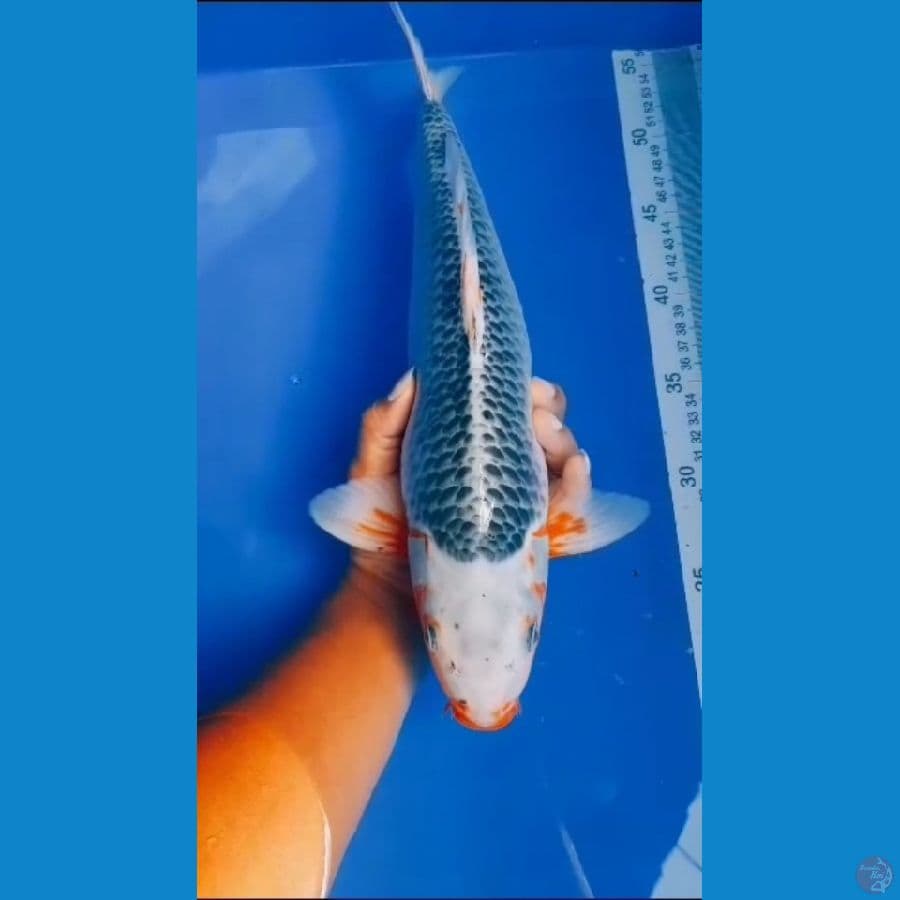 asagi jantan bakat jumbo 38cm 