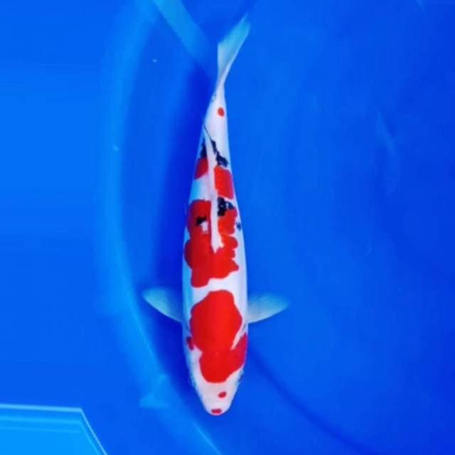 Sanke doitsu yajirobe 26cm