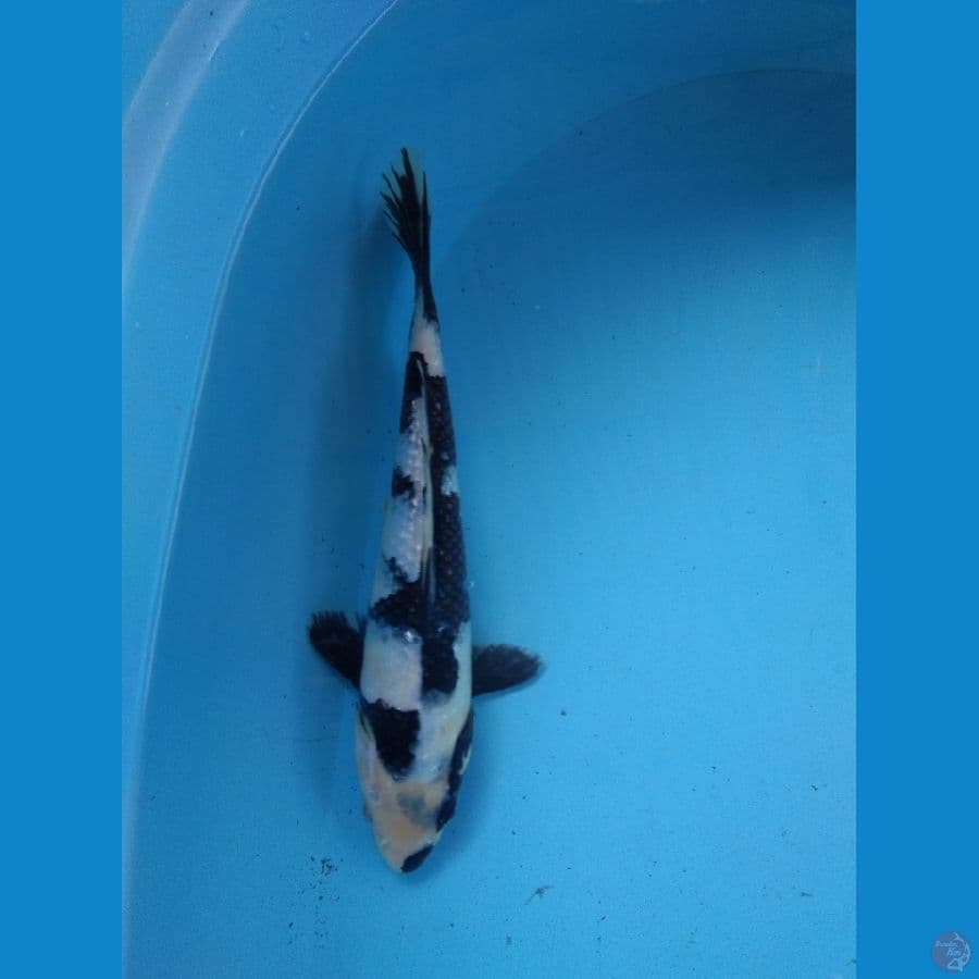 shiro ginrin 29 cm