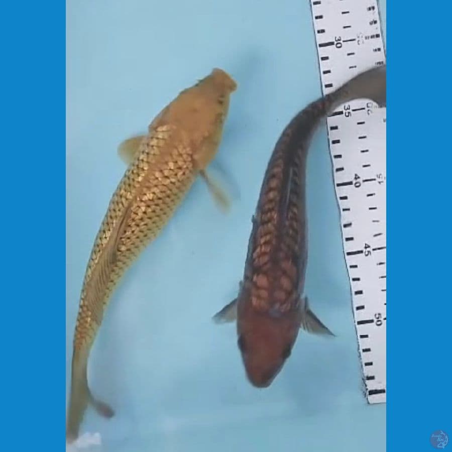 27-28cm 2ekor