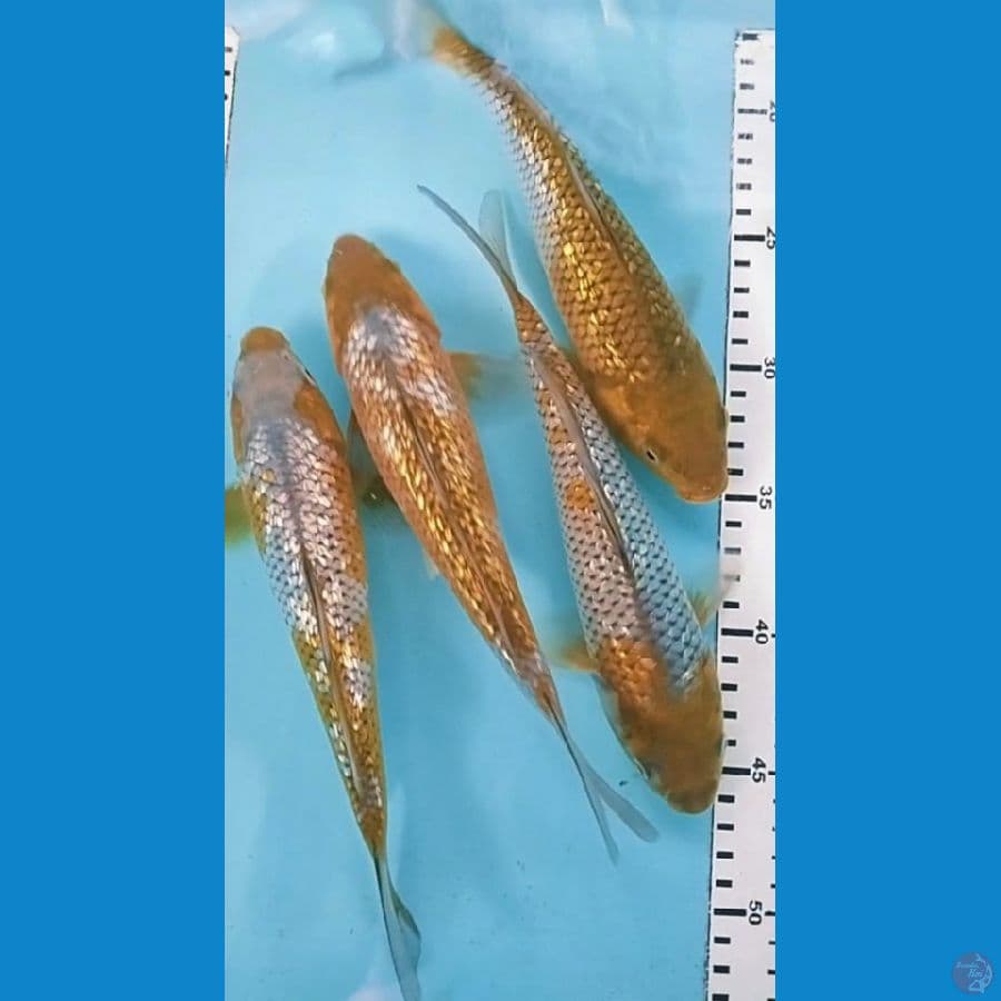 24-25cm 4ekor