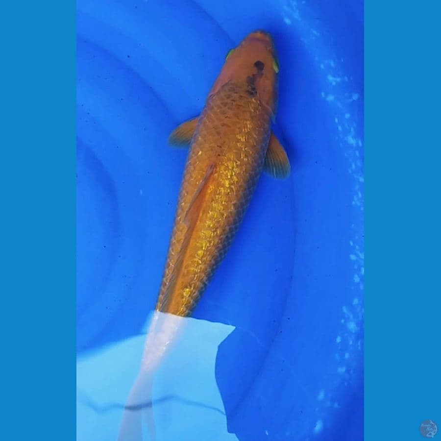 karamel ginrin 45cm