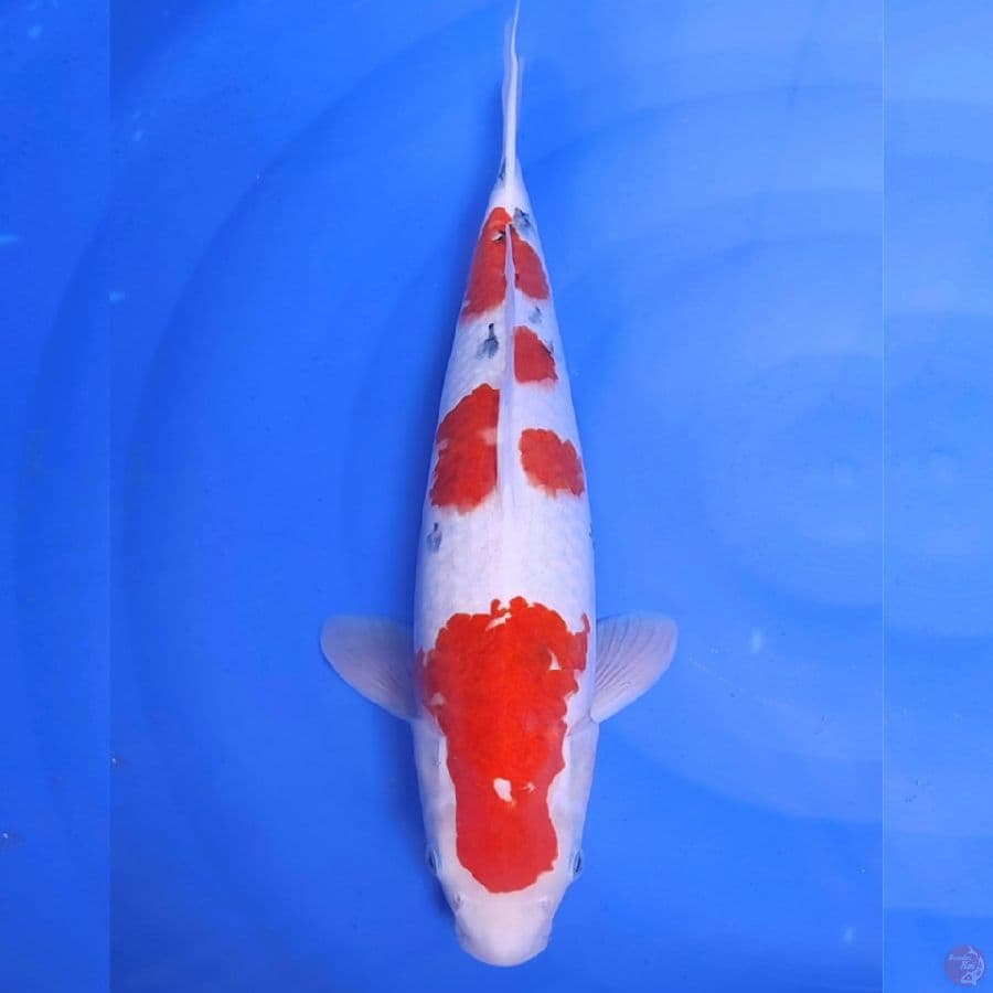 ALQUT - SANKE INDUKAN 46cm