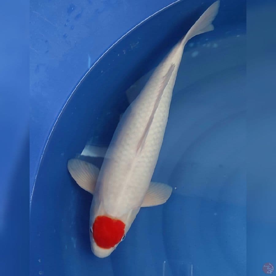 ALQUT- TC KOHAKU 56CM