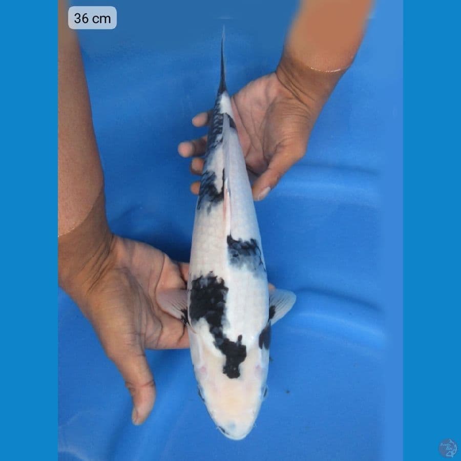 36cm - Shiro Putih Salju