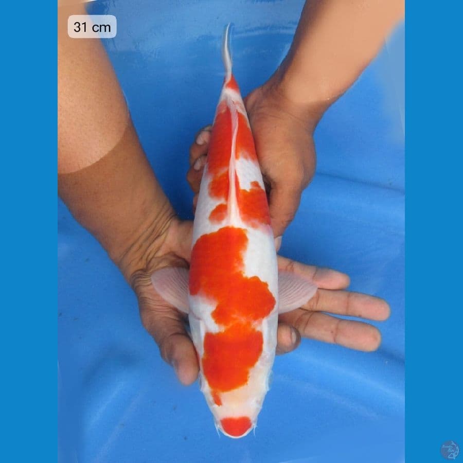 31cm - Kohaku kucibeni Ori