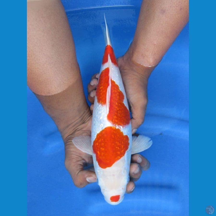 32cm - Kohaku Ginrin HQ
