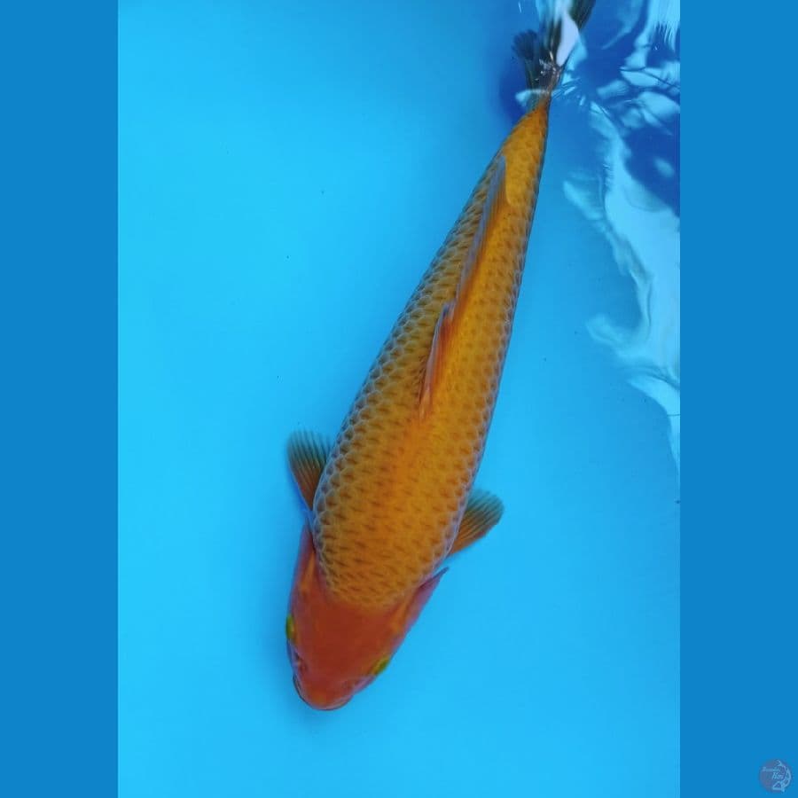 RED KARASI JAGUNG HQ 35CM MALE