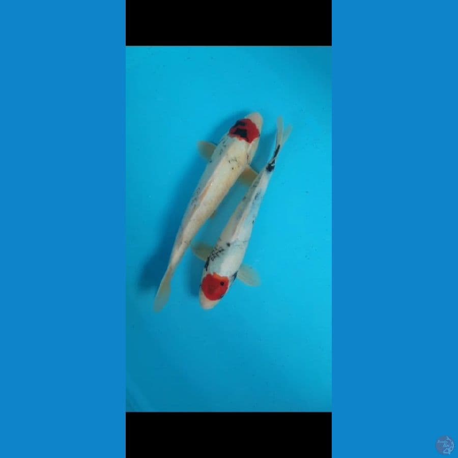 tanco showa 35 37 cm 