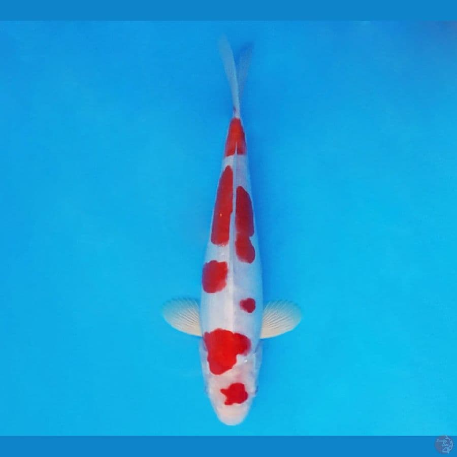 KIRIN 10 - Kohaku Doitsu 22 cm/male ®
