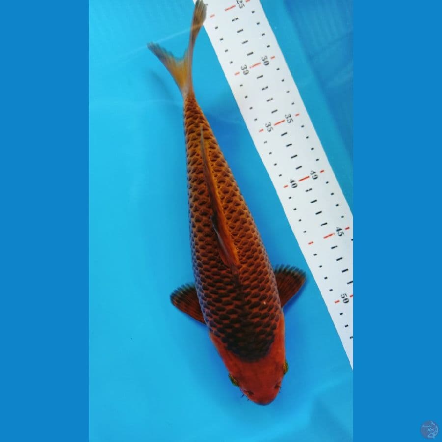 SUPER CARAMEL HQ 29CM MALE