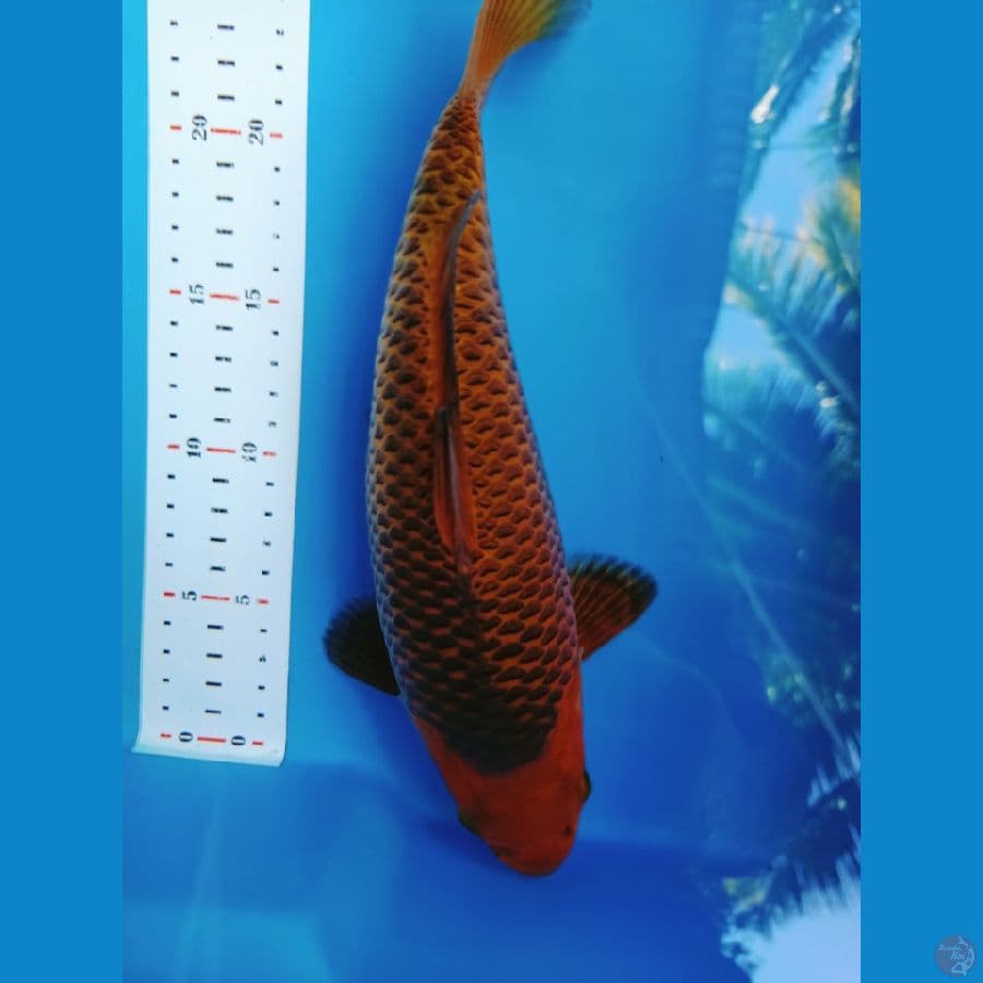 SUPER CARAMEL HQ 29CM MALE