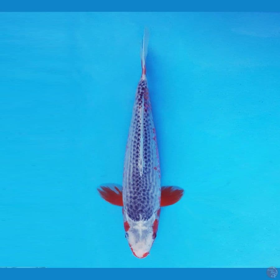 KIRIN 13 - Asagi 29 cm/fm ®