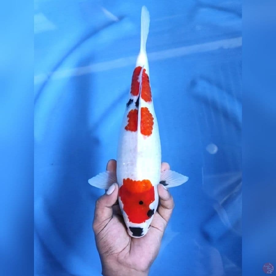 KINDAI SHOWA # 34CM - F