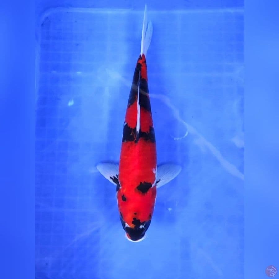 HI SHOWA # 30CM - M