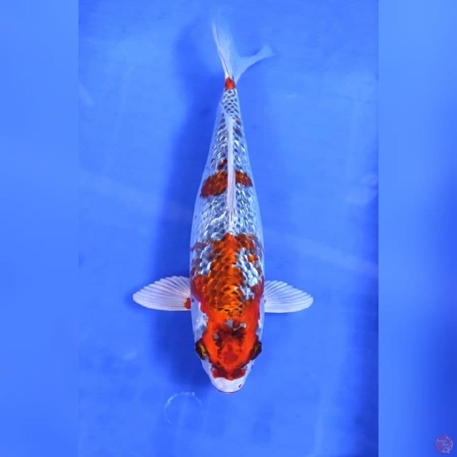BENIGINGA GINRIN #32CM - F