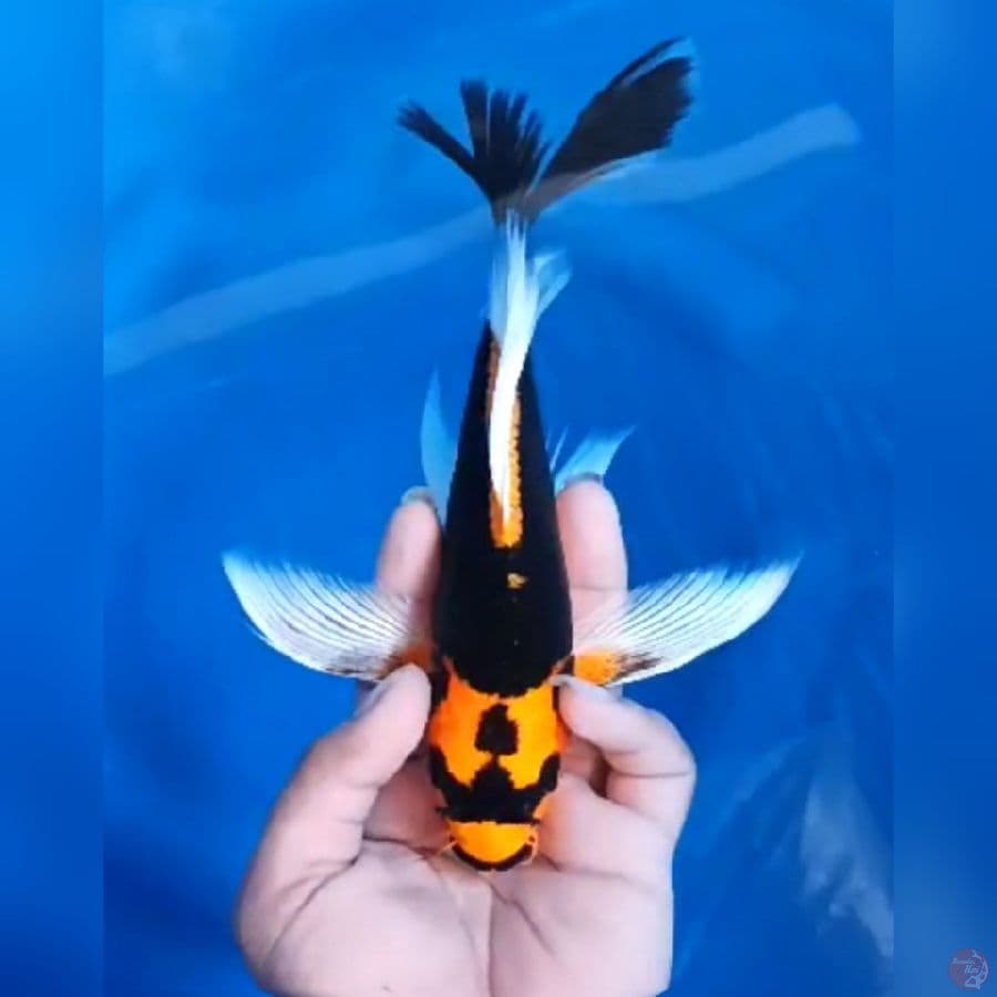 KUMPAY KIN YELLOW KABUTO # 26CM - F 