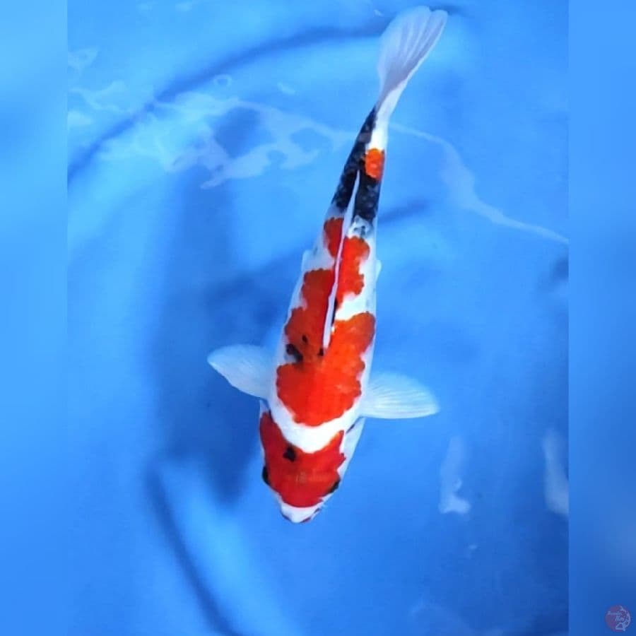 SHOWA ORIGINAL # 29CM - F