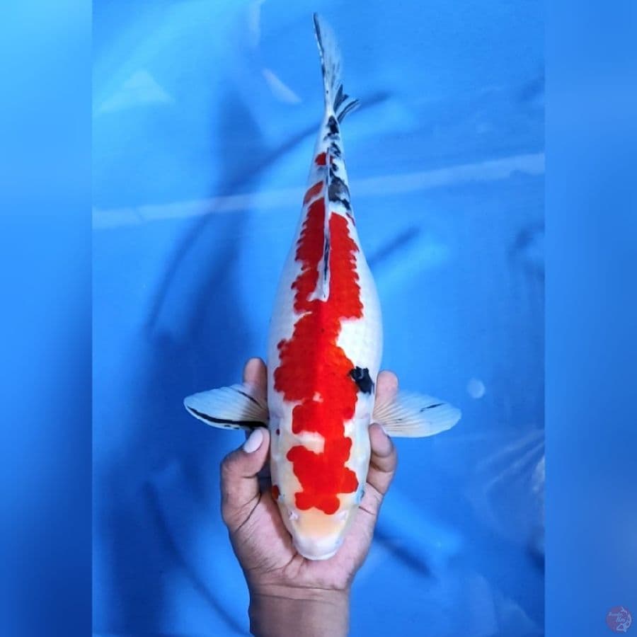 JUMBO SANKE ORIGINAL # 44CM - F