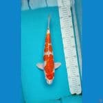 Sakura Ogon Male size 33 cm
