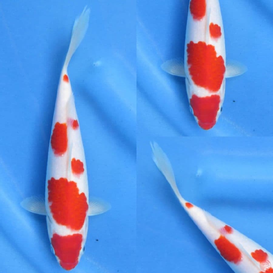 22cm , Kohaku Jantan
